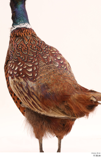 Pheasant  2 back 0003.jpg